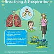 CE/KS3 Science: Biology: Breathing & Respiration