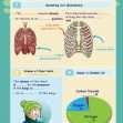 CE/KS3 Science: Biology: Breathing & Respiration