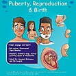 CE/KS3 Science: Biology: Puberty, Reproduction & Birth