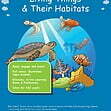 KS2 Science: Biology: Living Things & Their Habitats