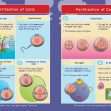 Common Entrance KS3 Science Revision Book