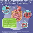 CE/KS3 Science: Biology: Cells & Organisation - Cells, Tissues & Organ Systems (Part 2)