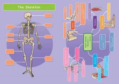 Common Entrance KS3 Science Revision Mind Map