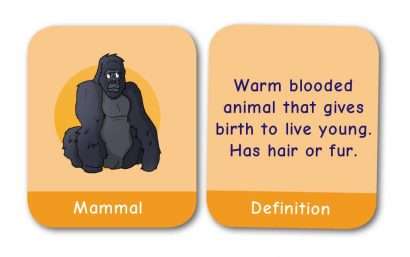 CE/KS3 Pairs Game: Biology - BACK IN STOCK!