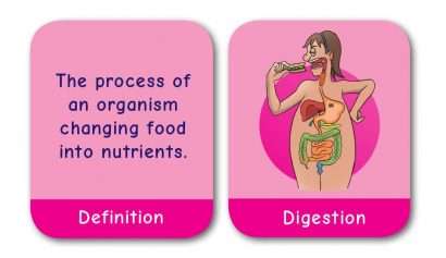 CE/KS3 Pairs Game: Biology - BACK IN STOCK!