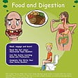CE/KS3 Science: Biology: Food & Digestion