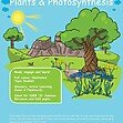 CE/KS3 Science: Biology: Plants & Photosynthesis
