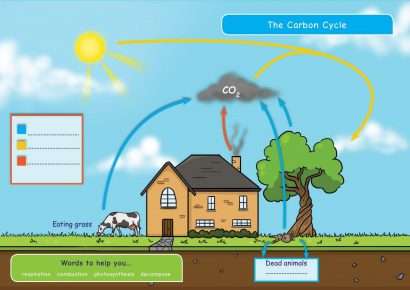 CE/KS3 Science: Biology: Plants & Photosynthesis