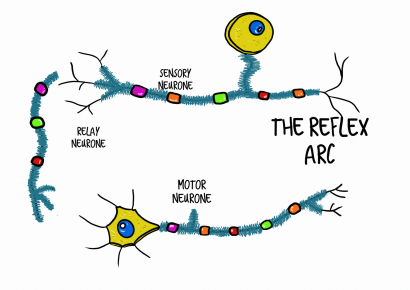 Dr Susie Nyman's Multi-Sensory Teaching Toolkit - TEACHER MUST HAVE!