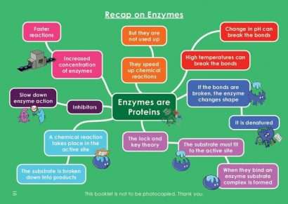 GCSE/KS4 Biology: Enzymes