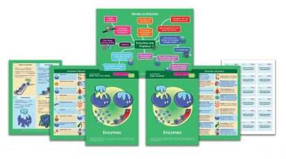 GCSE/KS4 Biology: Enzymes