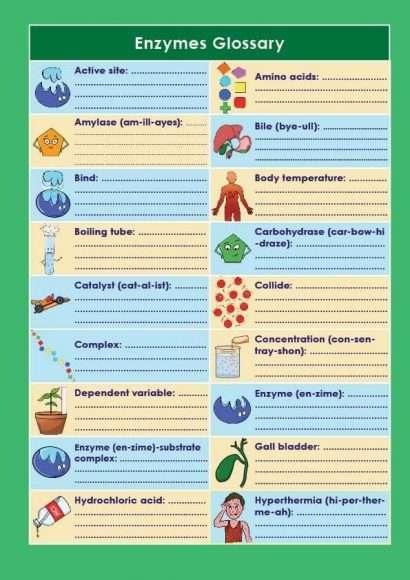GCSE/KS4 Biology: Enzymes