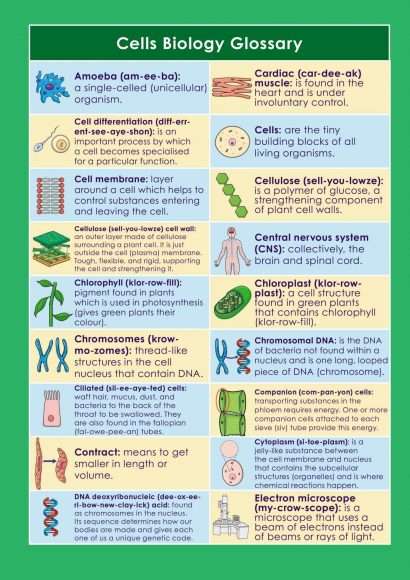 GCSE/KS4 Biology: Cell Biology