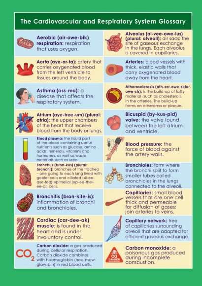 GCSE/KS4 Biology: The Cardiovascular and Respiratory System
