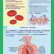 GCSE/KS4 Biology: The Cardiovascular and Respiratory System