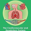 GCSE/KS4 Biology: The Cardiovascular and Respiratory System