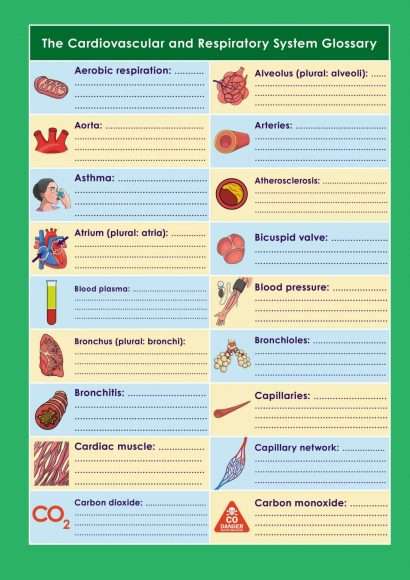 GCSE/KS4 Biology: The Cardiovascular and Respiratory System