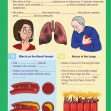 GCSE/KS4 Biology: The Cardiovascular and Respiratory System