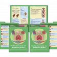 GCSE/KS4 Biology: The Cardiovascular and Respiratory System
