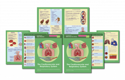 GCSE/KS4 Biology: The Cardiovascular and Respiratory System